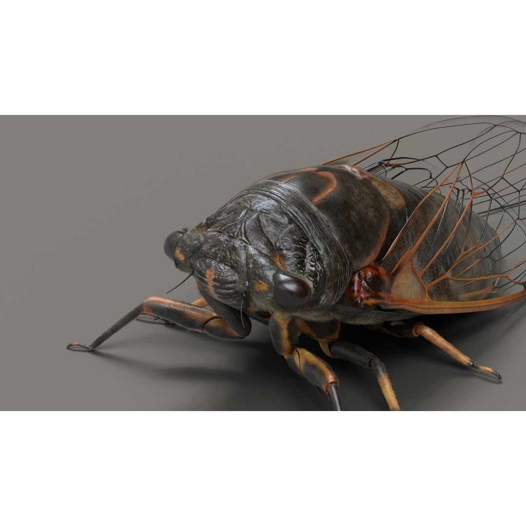 Cicada 3D Model – Realistic Animated Insect with Rigging and Textures - View 7