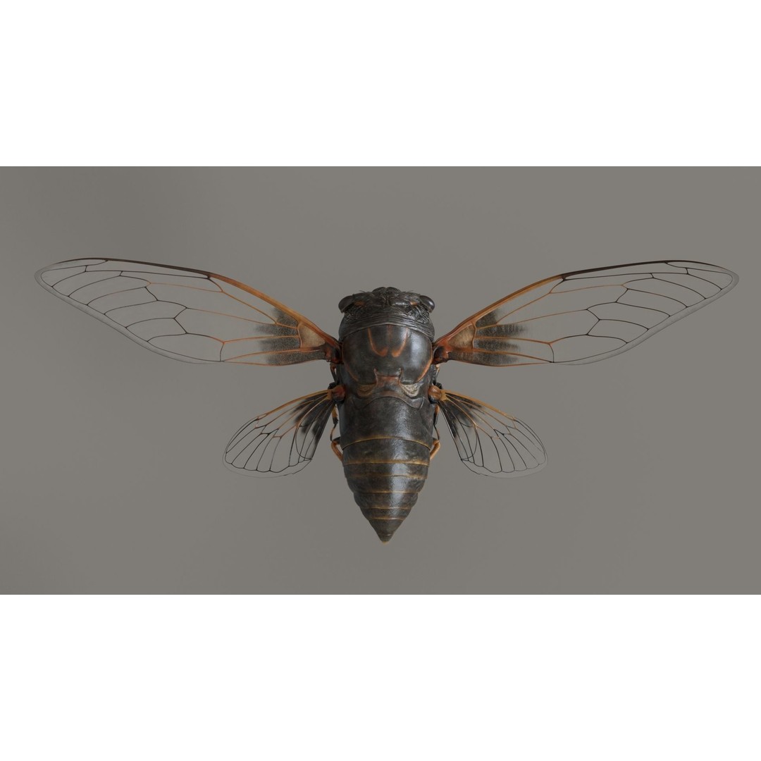 Cicada 3D Model – Realistic Animated Insect with Rigging and Textures - View 8