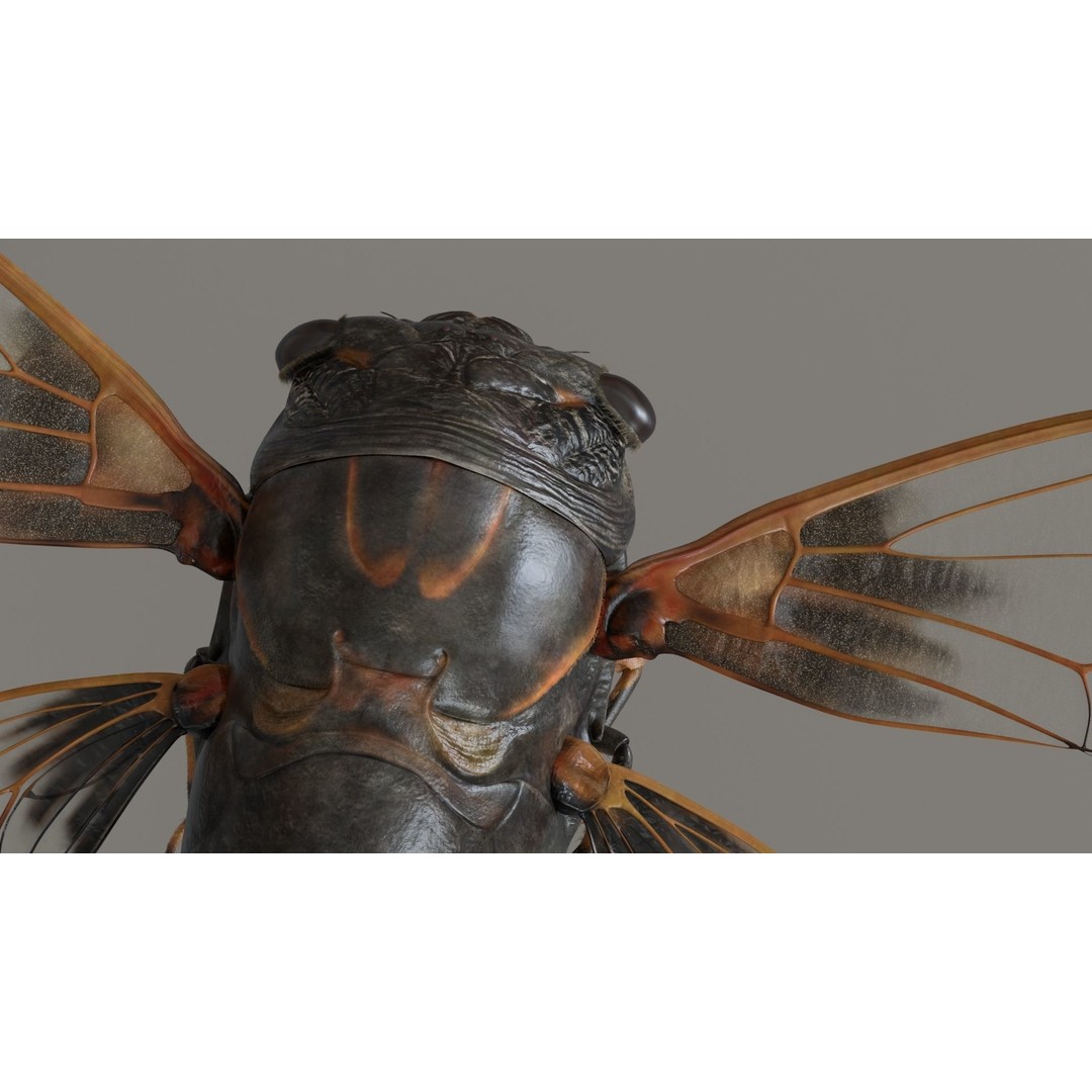 Cicada 3D Model – Realistic Animated Insect with Rigging and Textures - View 9