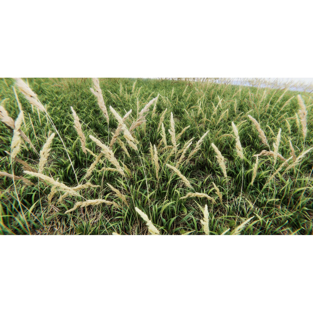 Realistic Grass Flowers Pack 3D Model – High Quality Textures for Unity - View 12