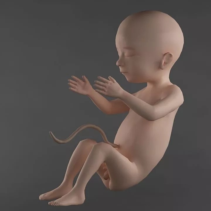 Low Poly Fetus 3D Model – Realistic Anatomy Asset, FBX, OBJ