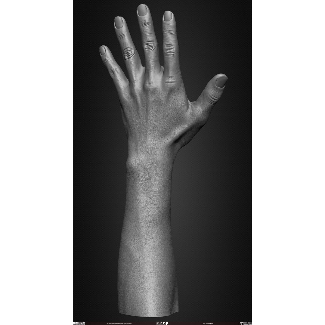 Male Hand 3D Model – Low Poly BaseMesh for Character Design