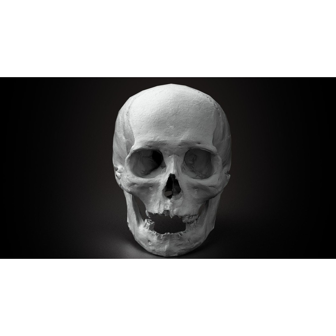 Real Human Skull 3D Model – Low Poly Game Asset, PBR Textures - View 10
