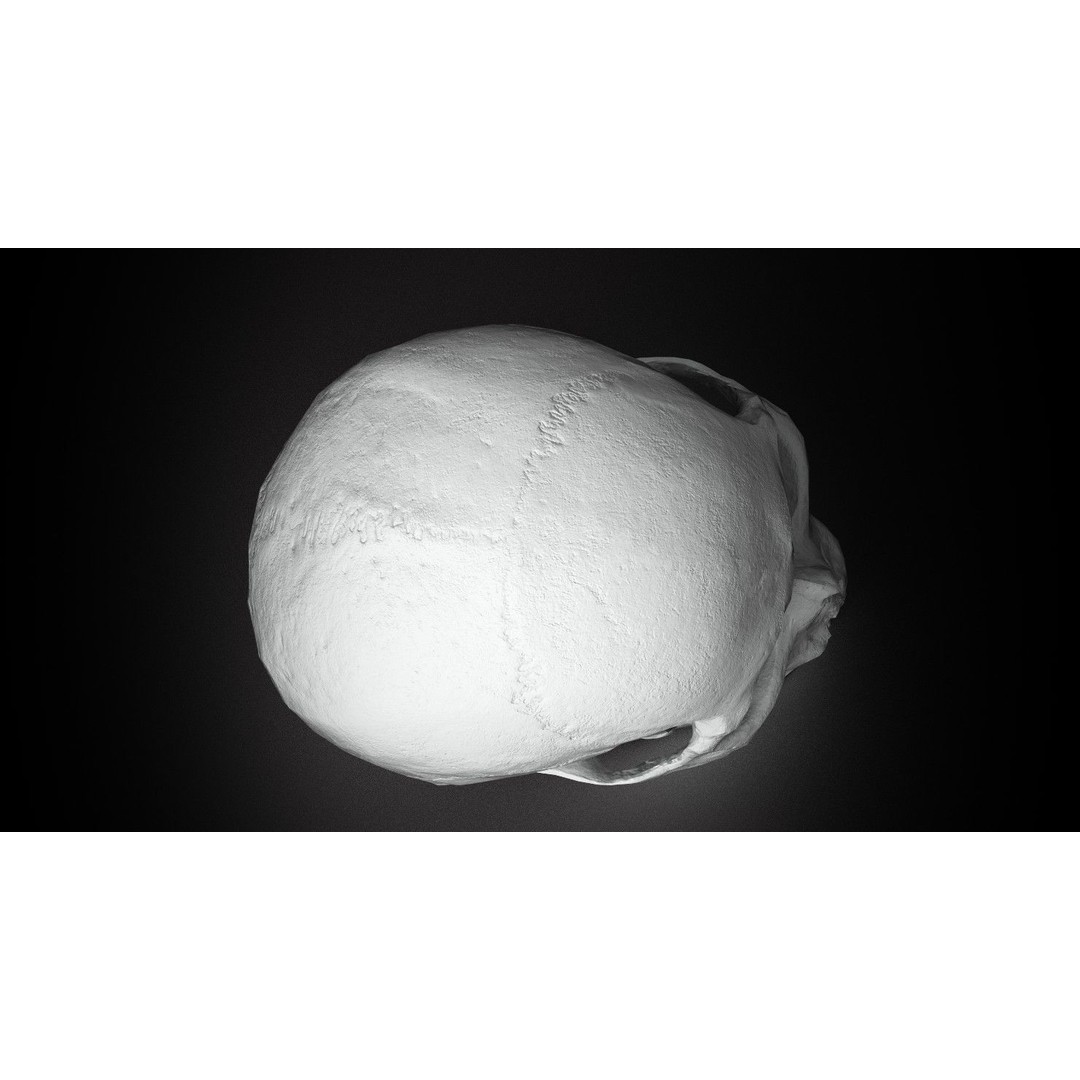 Real Human Skull 3D Model – Low Poly Game Asset, PBR Textures - View 12