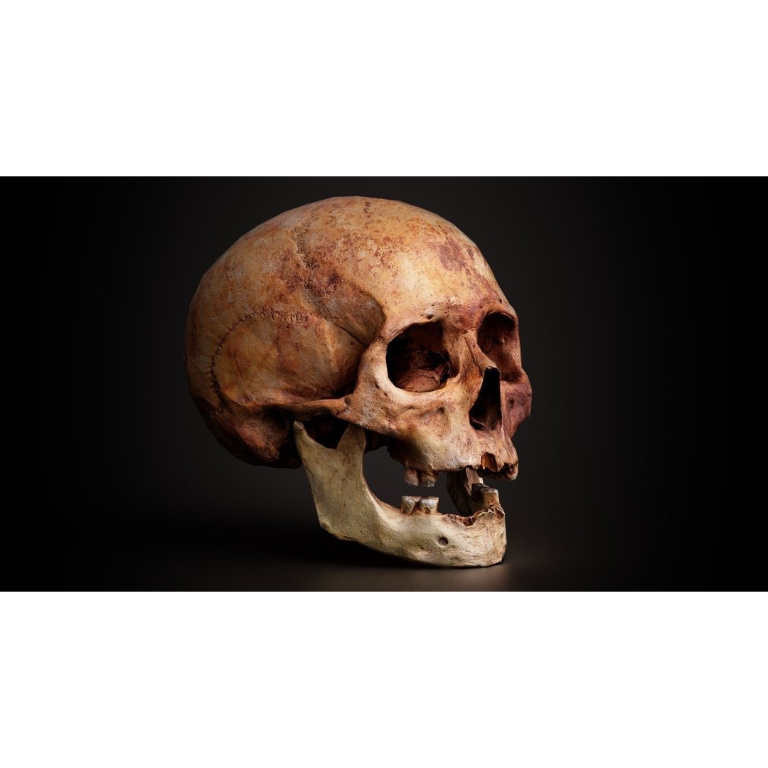 Real Human Skull 3D Model – Low Poly Game Asset, PBR Textures - View 13
