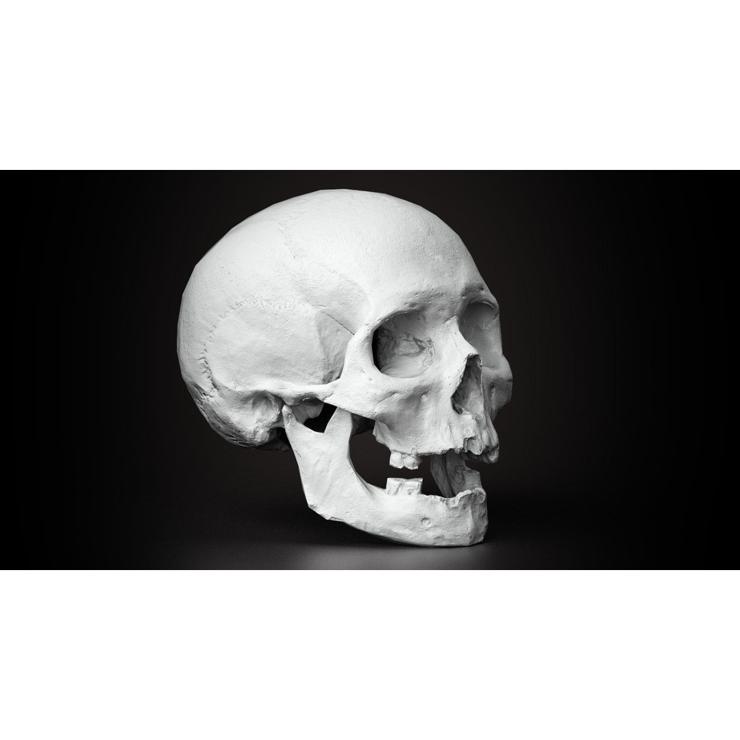 Real Human Skull 3D Model – Low Poly Game Asset, PBR Textures - View 14