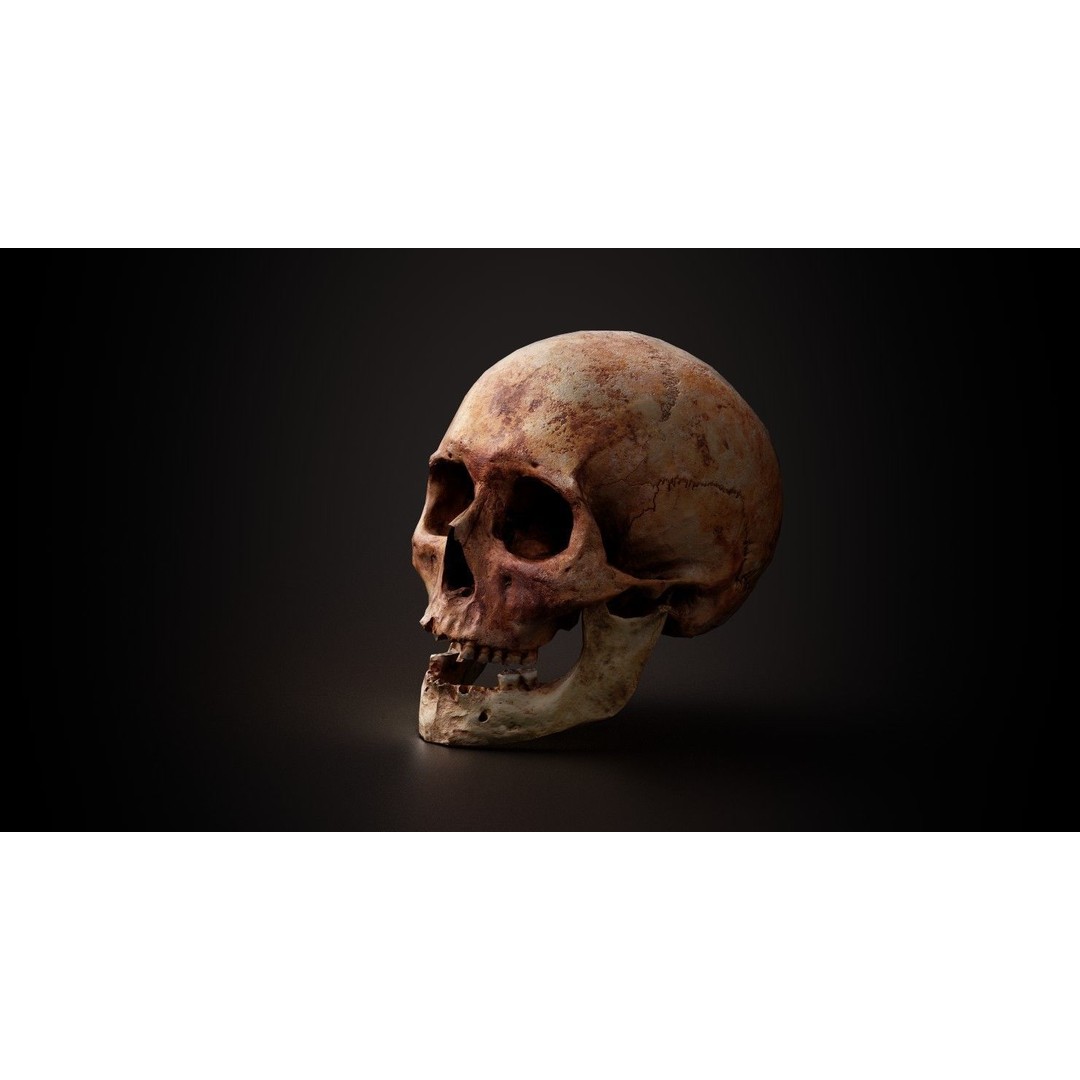 Real Human Skull 3D Model – Low Poly Game Asset, PBR Textures - View 15