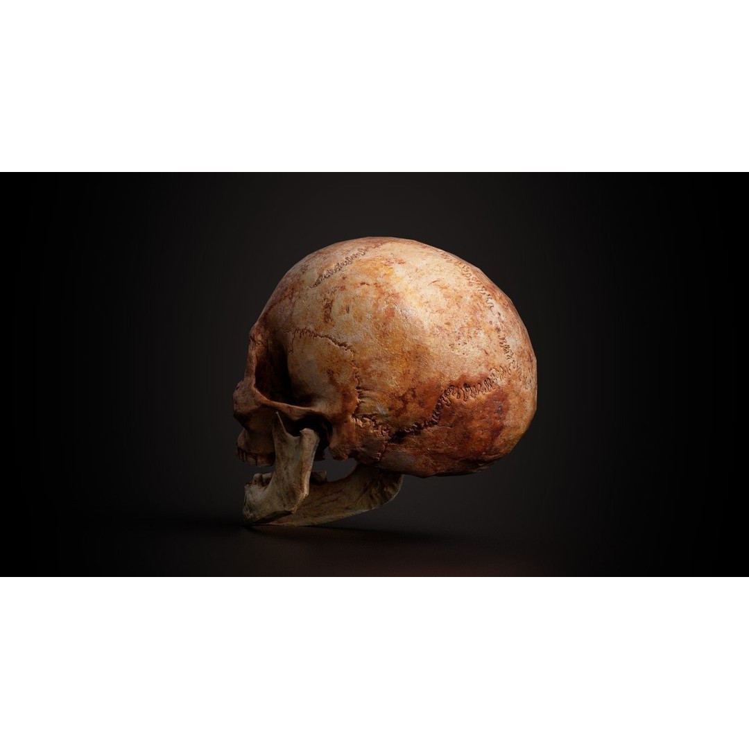 Real Human Skull 3D Model – Low Poly Game Asset, PBR Textures - View 16