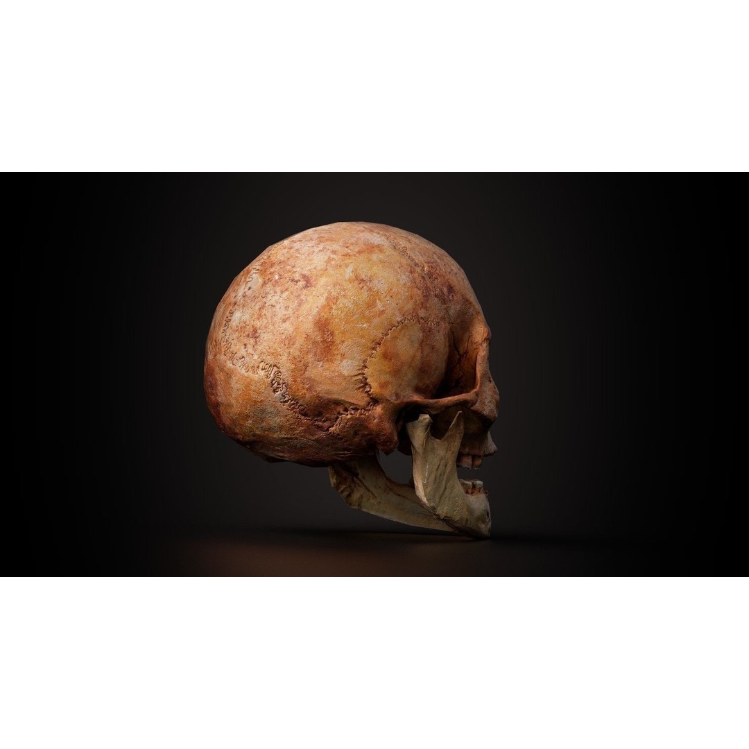 Real Human Skull 3D Model – Low Poly Game Asset, PBR Textures - View 17