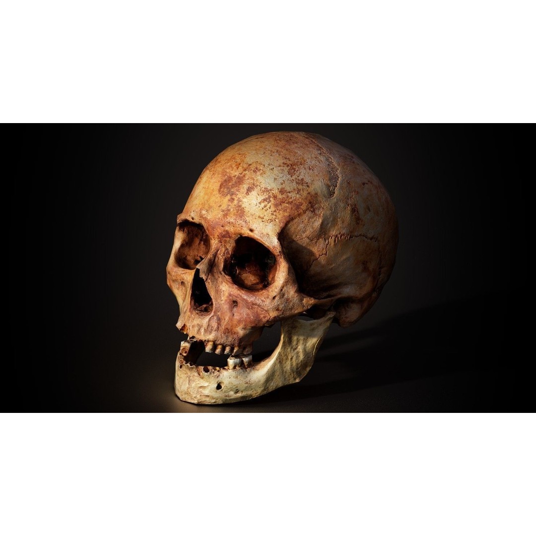 Real Human Skull 3D Model – Low Poly Game Asset, PBR Textures - View 18