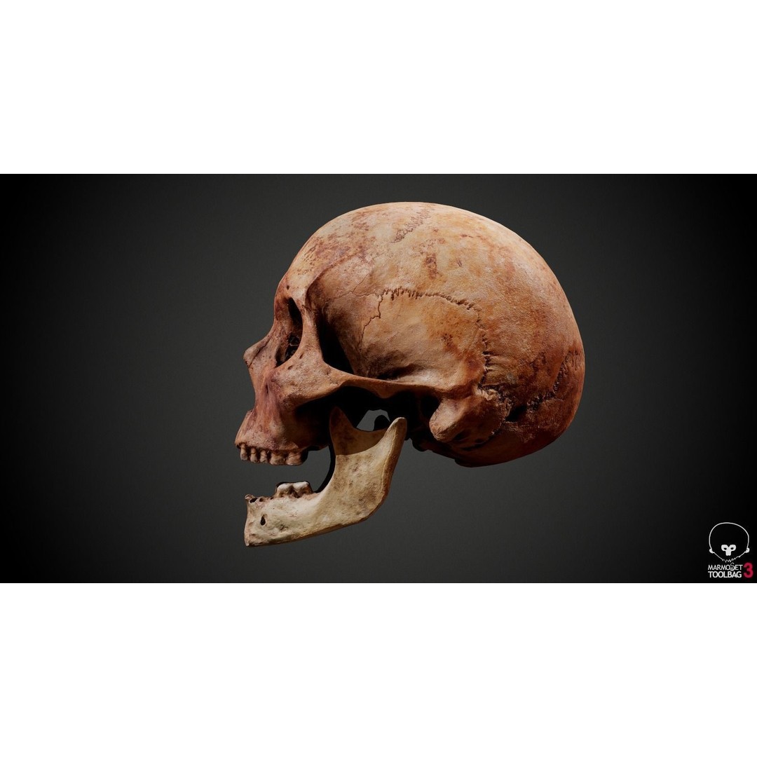 Real Human Skull 3D Model – Low Poly Game Asset, PBR Textures - View 19