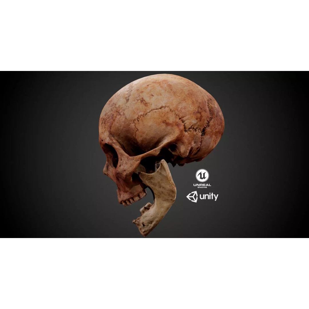 Real Human Skull 3D Model – Low Poly Game Asset, PBR Textures - View 2