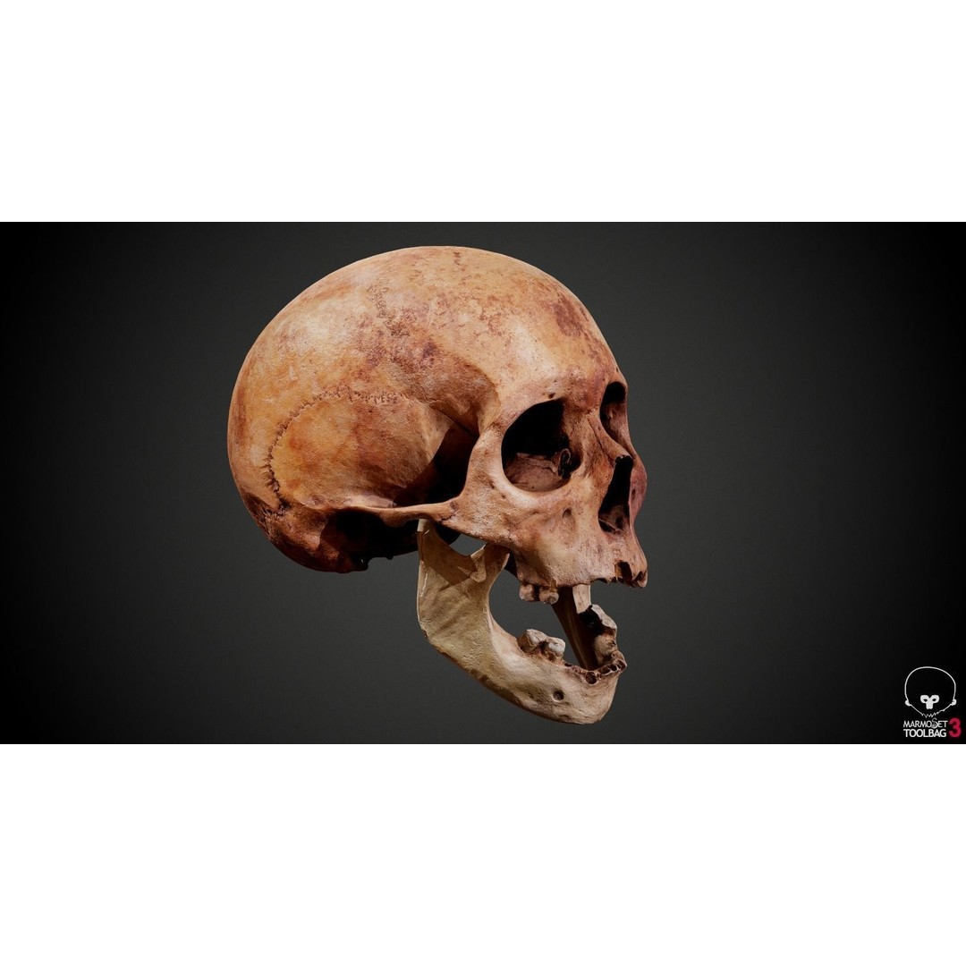 Real Human Skull 3D Model – Low Poly Game Asset, PBR Textures - View 20