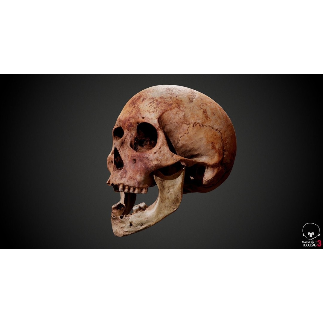 Real Human Skull 3D Model – Low Poly Game Asset, PBR Textures - View 21