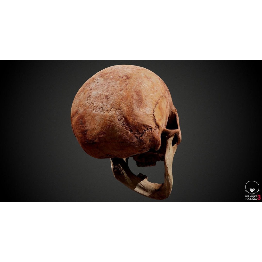 Real Human Skull 3D Model – Low Poly Game Asset, PBR Textures - View 22