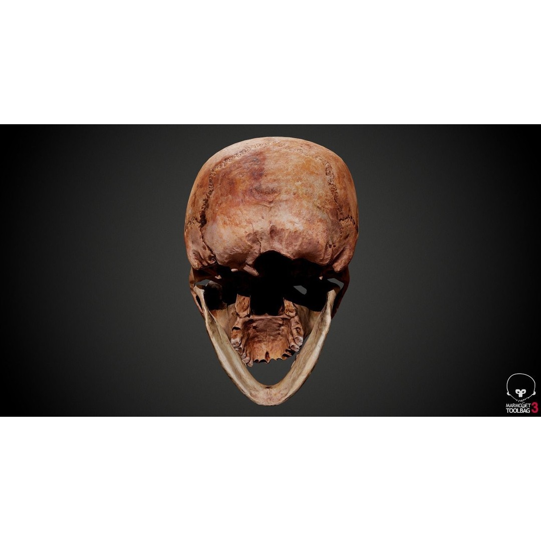 Real Human Skull 3D Model – Low Poly Game Asset, PBR Textures - View 23