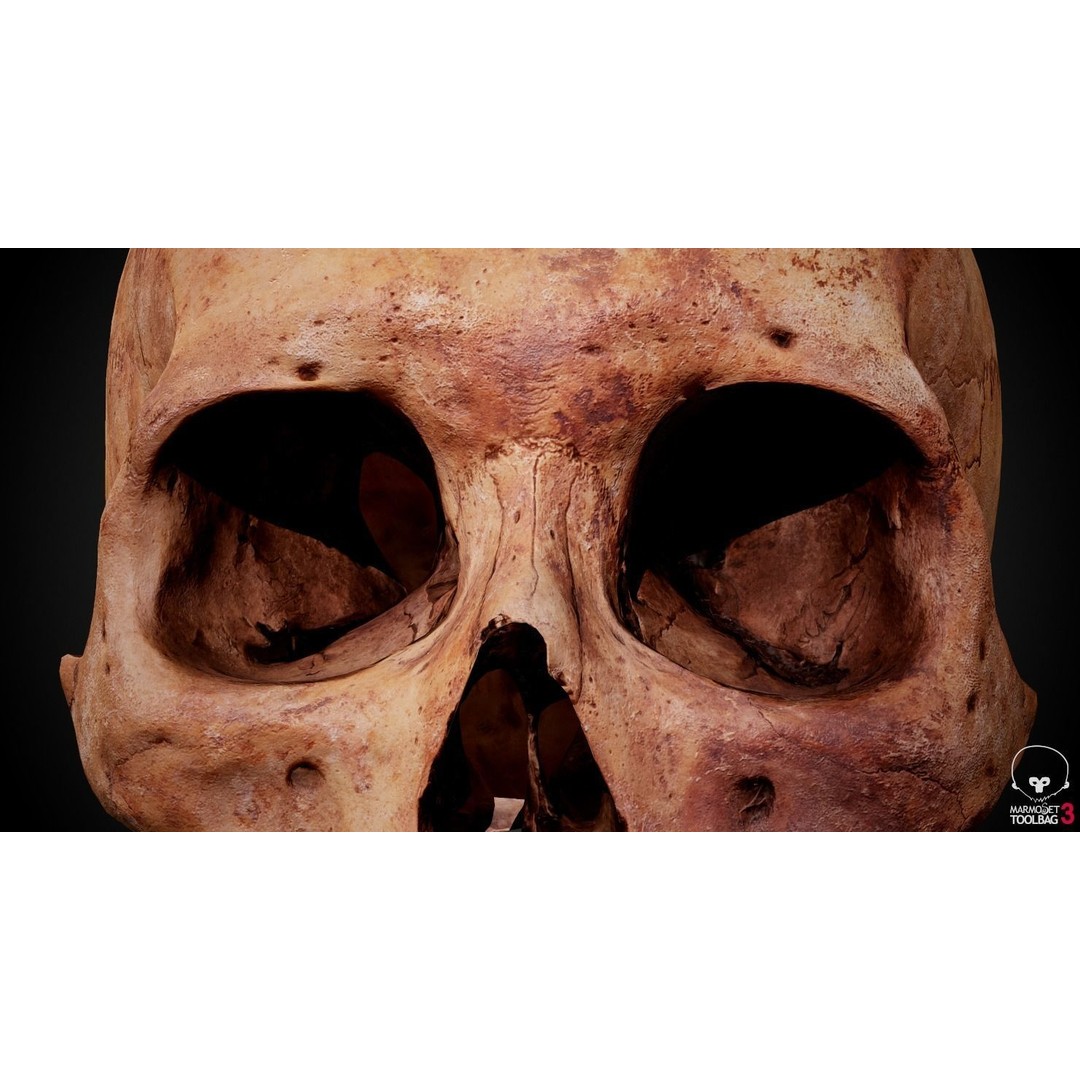 Real Human Skull 3D Model – Low Poly Game Asset, PBR Textures - View 24