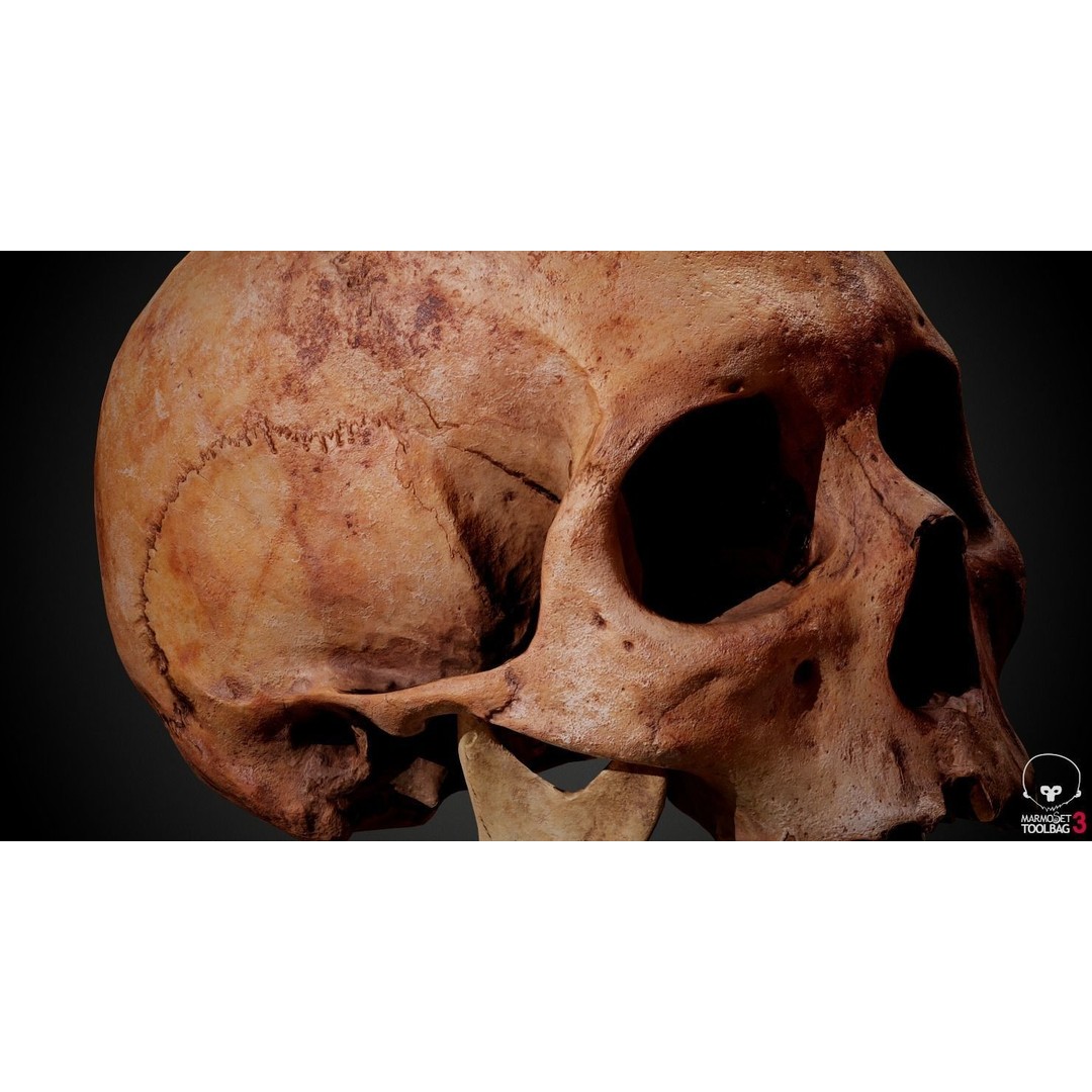 Real Human Skull 3D Model – Low Poly Game Asset, PBR Textures - View 25