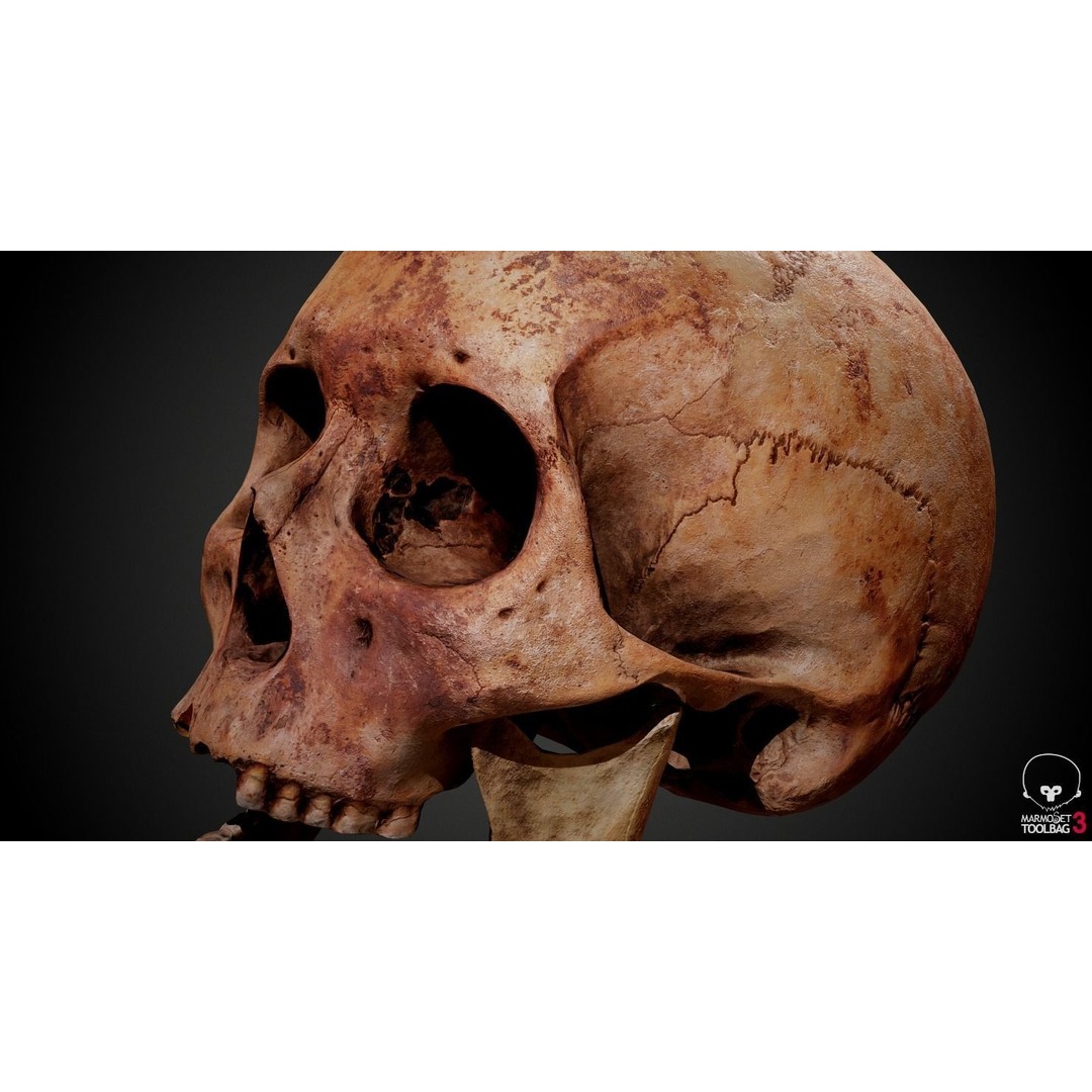 Real Human Skull 3D Model – Low Poly Game Asset, PBR Textures - View 26