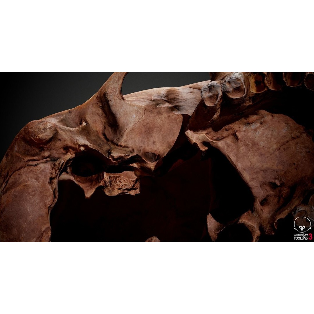 Real Human Skull 3D Model – Low Poly Game Asset, PBR Textures - View 27