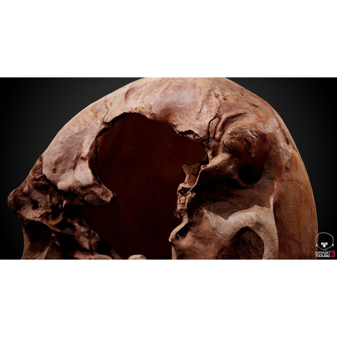Real Human Skull 3D Model – Low Poly Game Asset, PBR Textures - View 28
