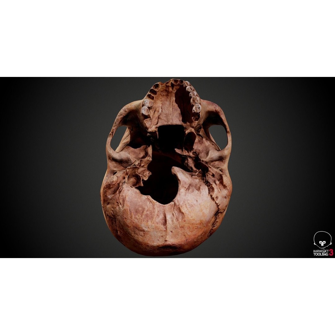 Real Human Skull 3D Model – Low Poly Game Asset, PBR Textures - View 29