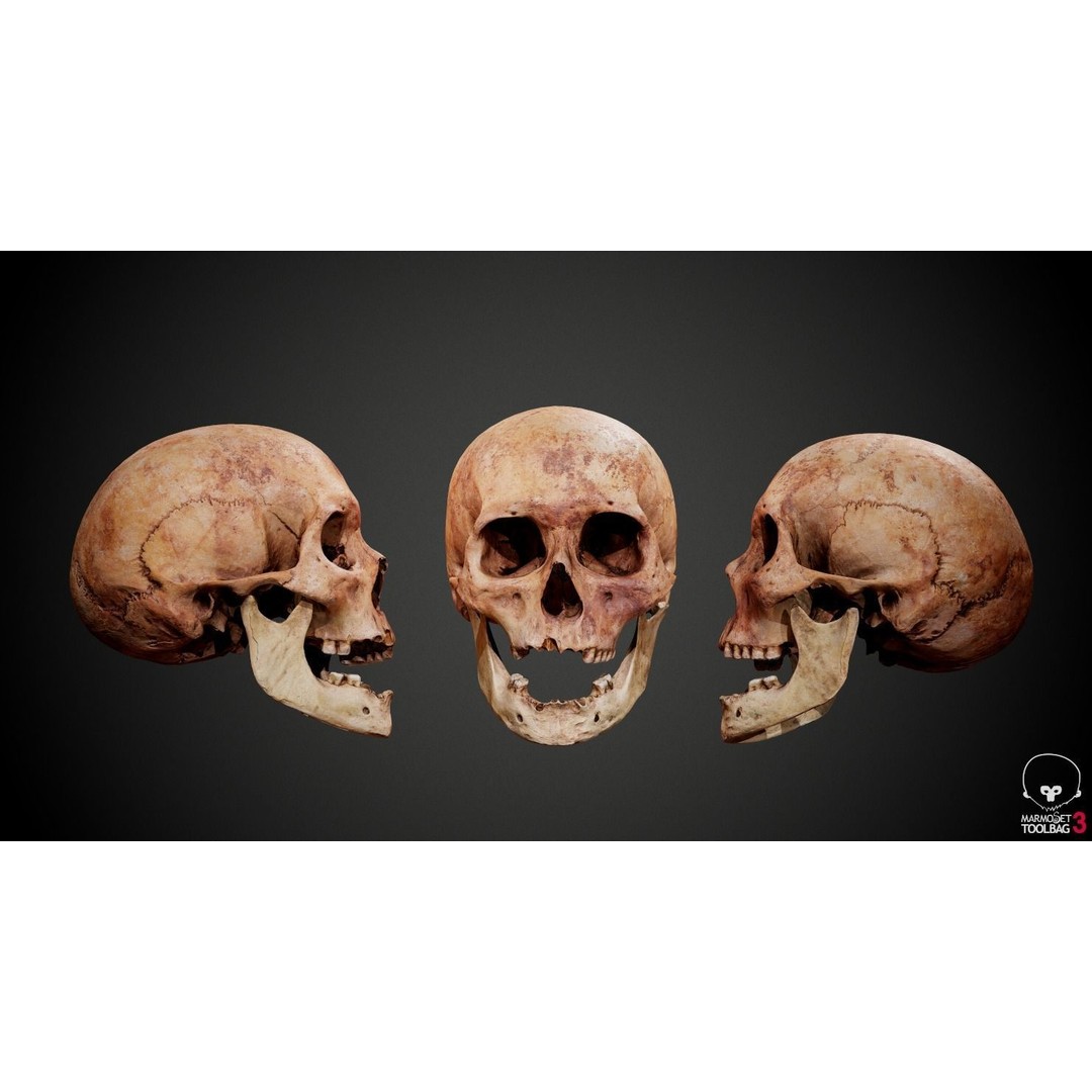 Real Human Skull 3D Model – Low Poly Game Asset, PBR Textures - View 3