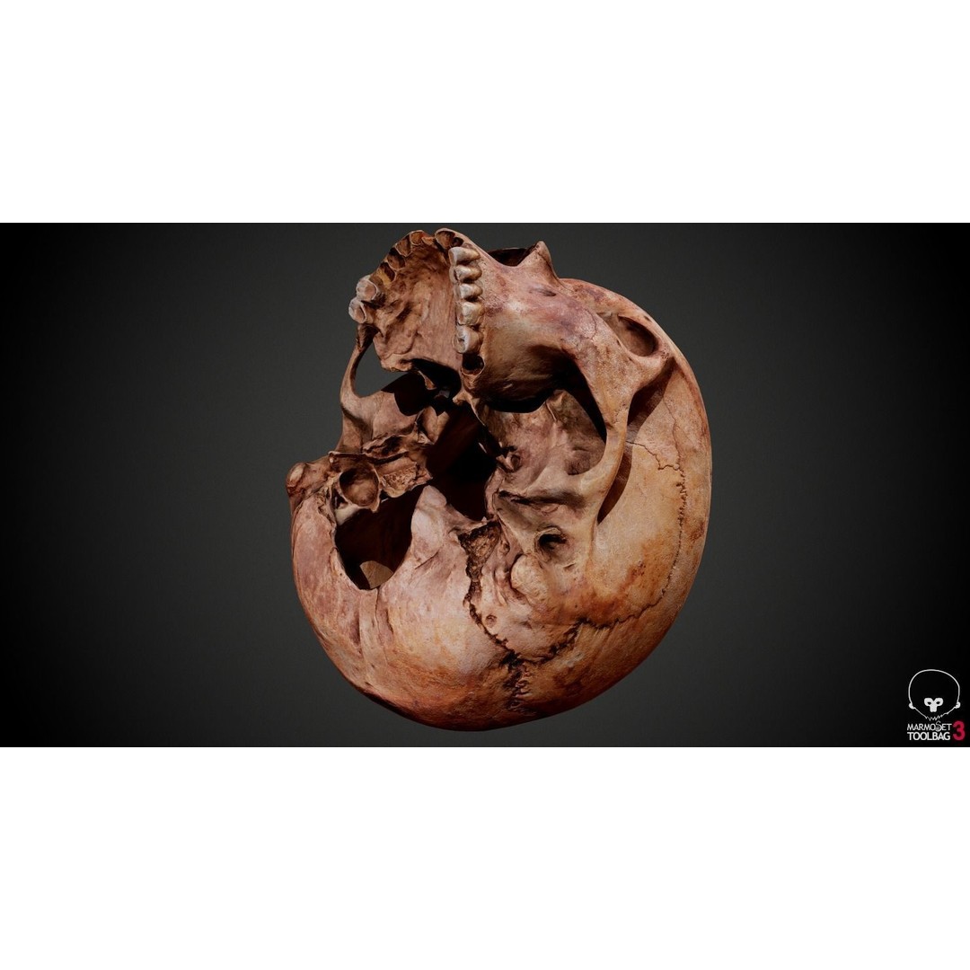 Real Human Skull 3D Model – Low Poly Game Asset, PBR Textures - View 30