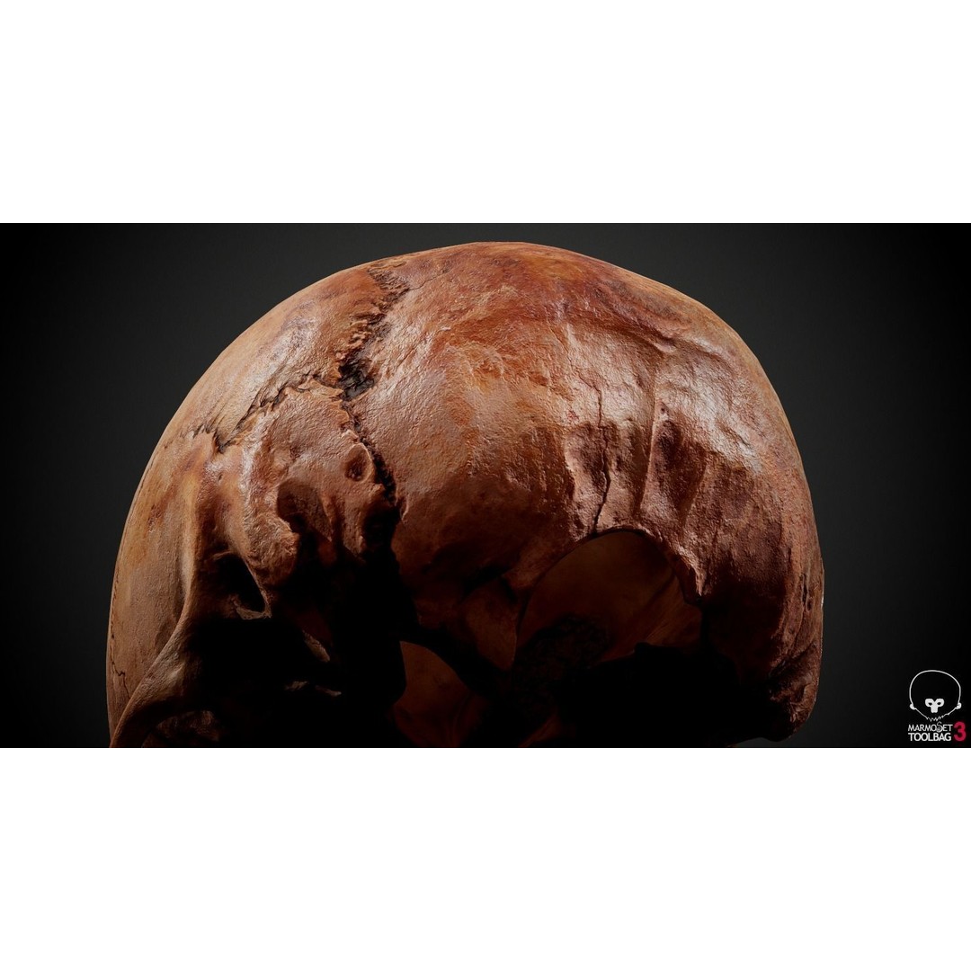 Real Human Skull 3D Model – Low Poly Game Asset, PBR Textures - View 31