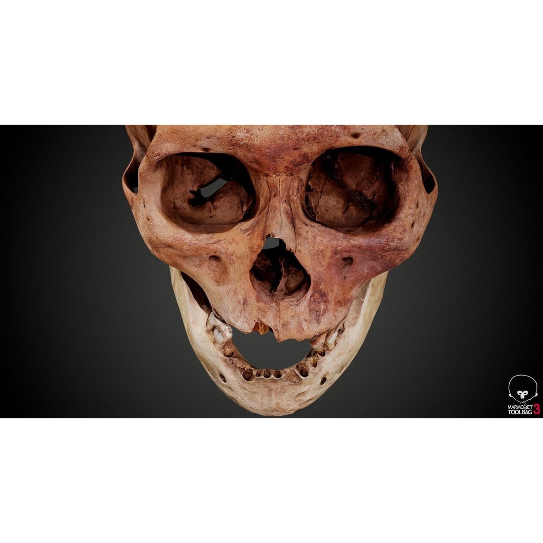 Real Human Skull 3D Model – Low Poly Game Asset, PBR Textures - View 32