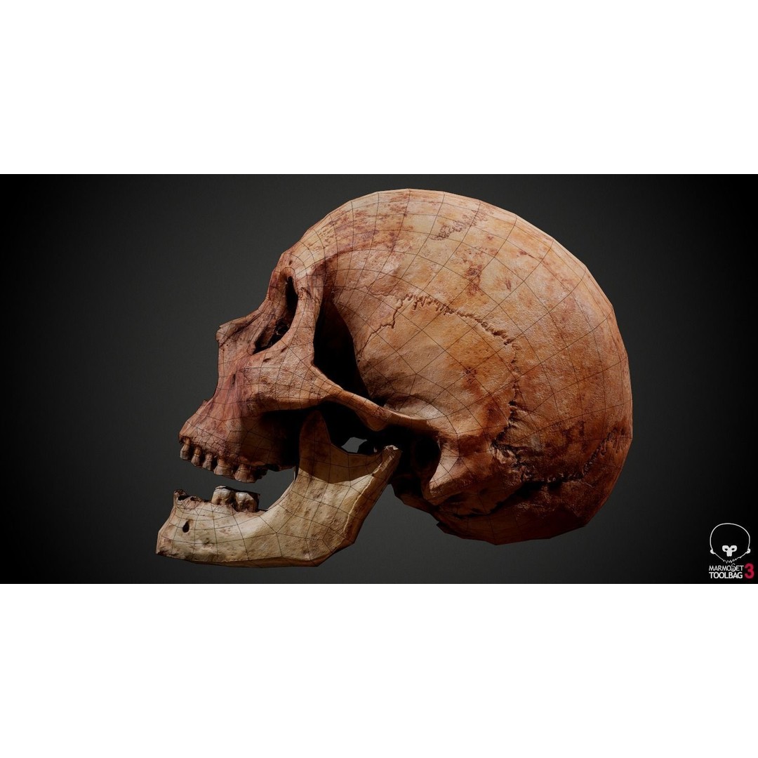 Real Human Skull 3D Model – Low Poly Game Asset, PBR Textures - View 33