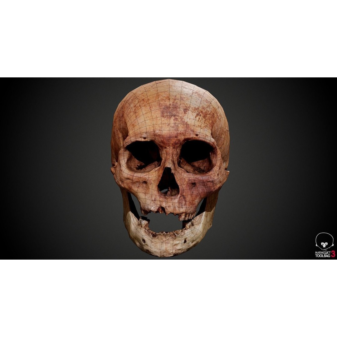 Real Human Skull 3D Model – Low Poly Game Asset, PBR Textures - View 34