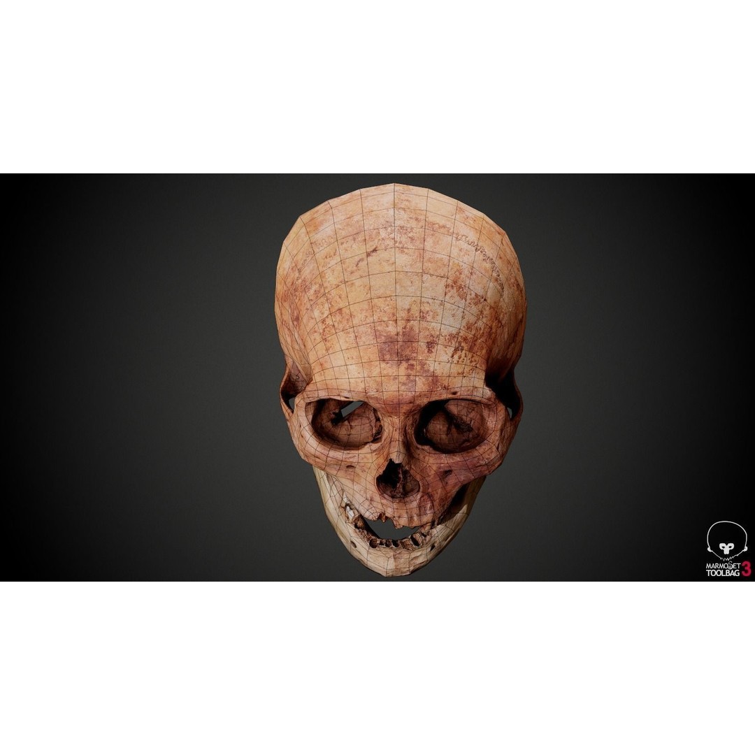 Real Human Skull 3D Model – Low Poly Game Asset, PBR Textures - View 35
