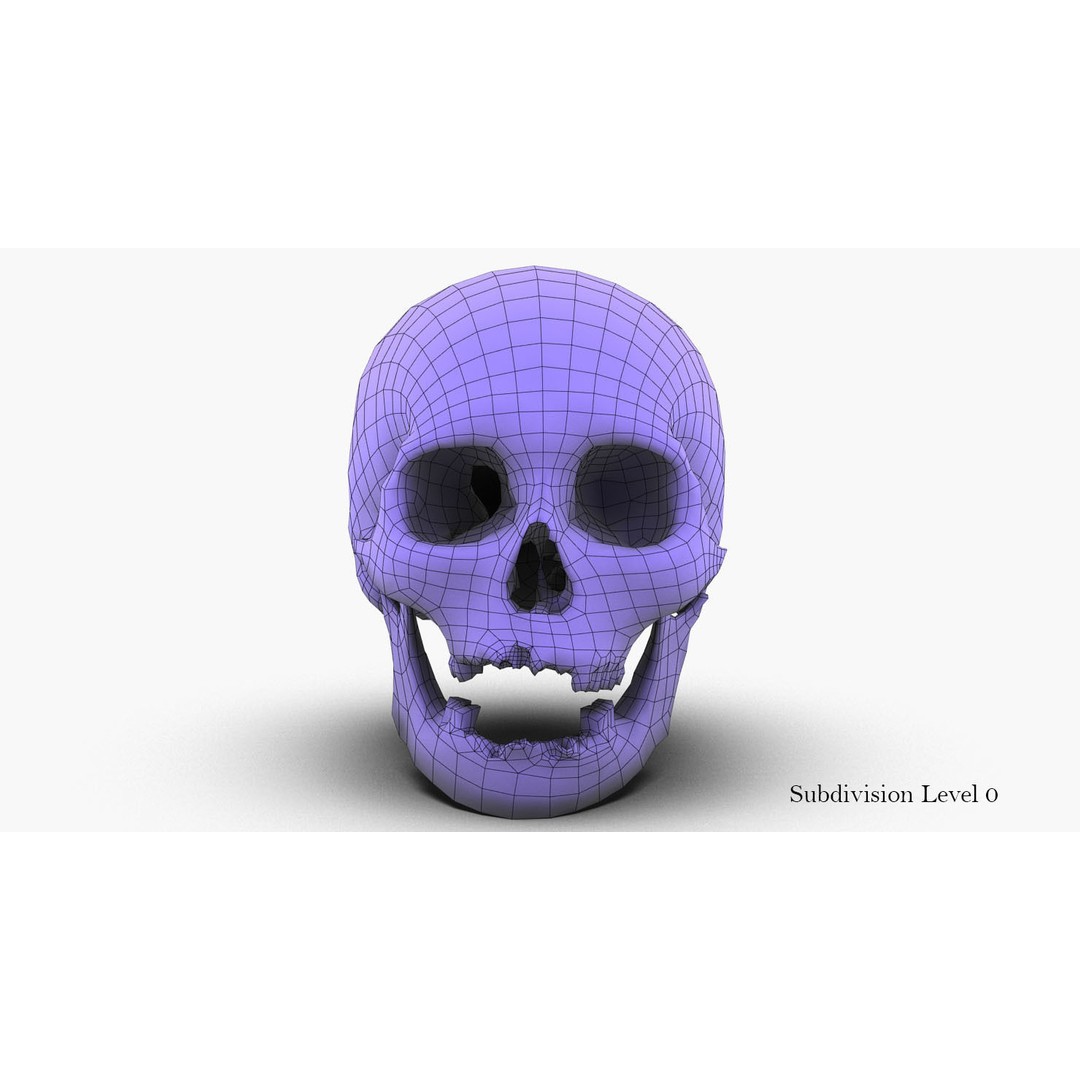 Real Human Skull 3D Model – Low Poly Game Asset, PBR Textures - View 39
