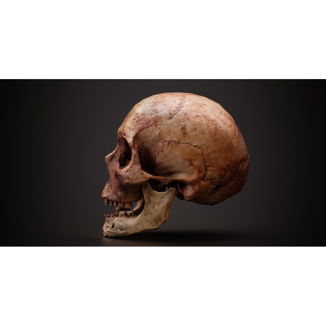 Real Human Skull 3D Model – Low Poly Game Asset, PBR Textures - View 4