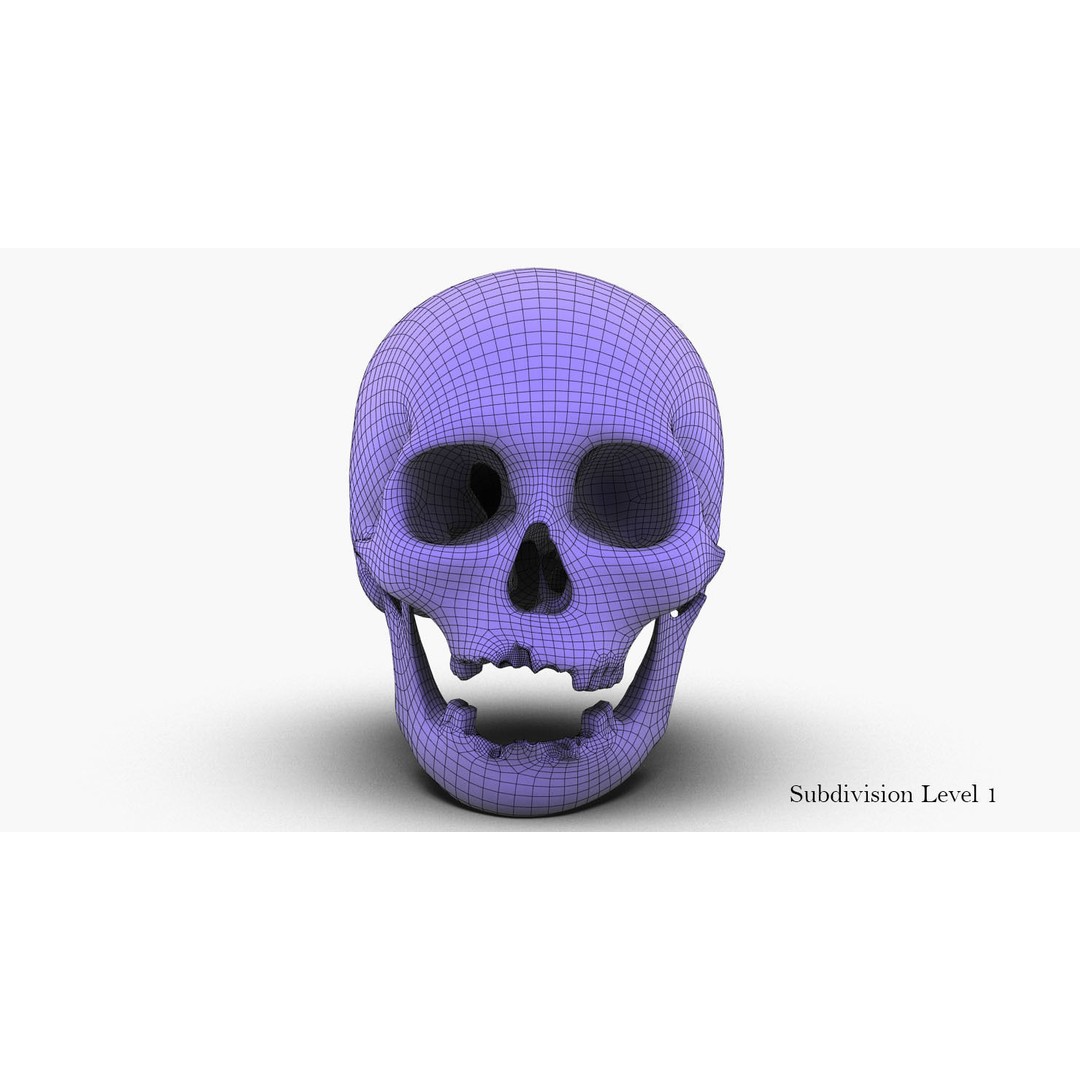 Real Human Skull 3D Model – Low Poly Game Asset, PBR Textures - View 40