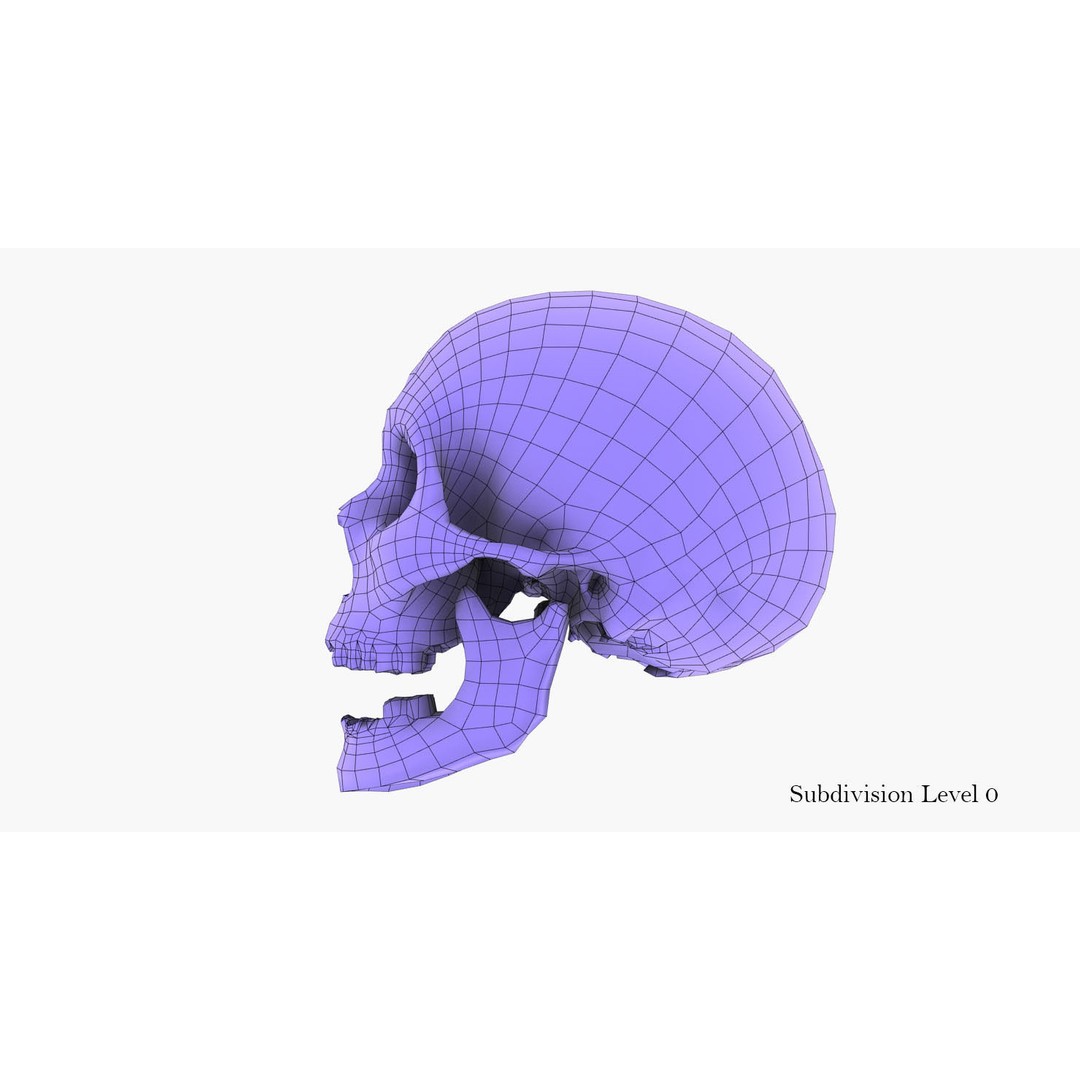 Real Human Skull 3D Model – Low Poly Game Asset, PBR Textures - View 41