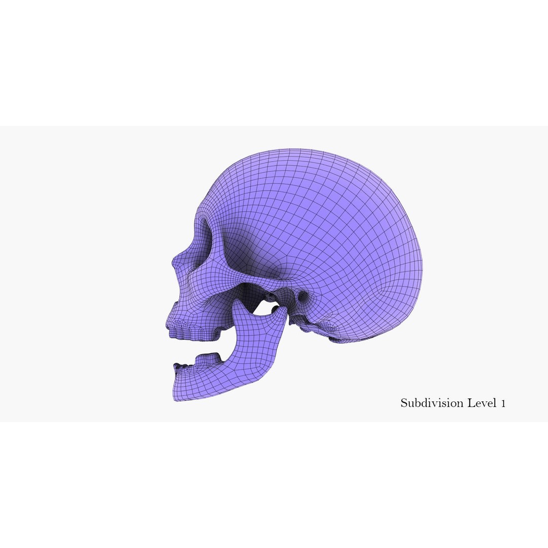 Real Human Skull 3D Model – Low Poly Game Asset, PBR Textures - View 42
