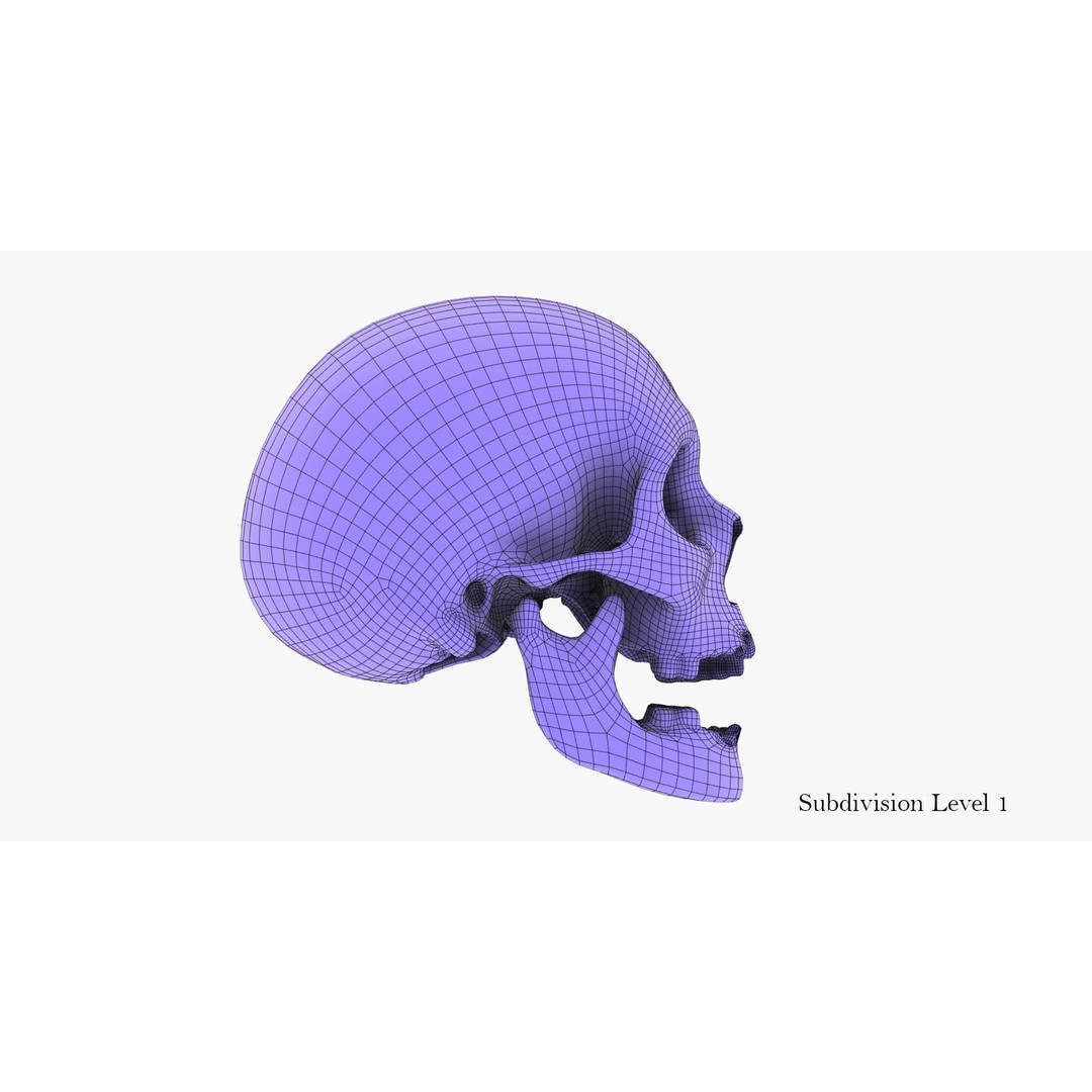 Real Human Skull 3D Model – Low Poly Game Asset, PBR Textures - View 44