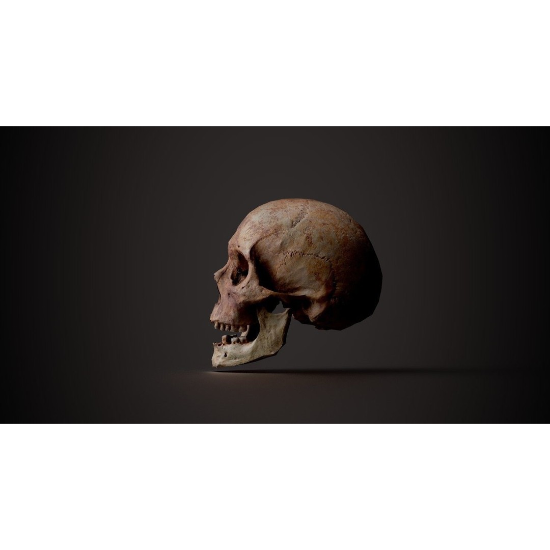 Real Human Skull 3D Model – Low Poly Game Asset, PBR Textures - View 5