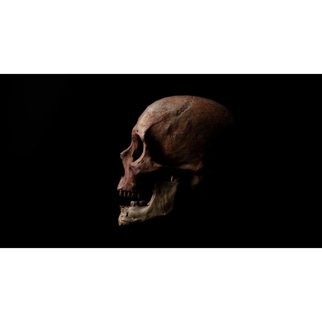 Real Human Skull 3D Model – Low Poly Game Asset, PBR Textures - View 6