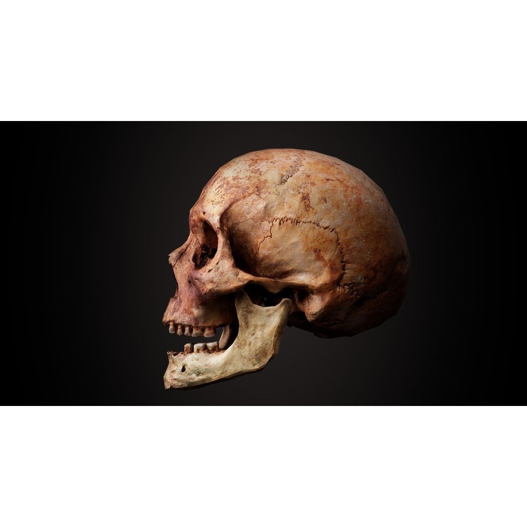 Real Human Skull 3D Model – Low Poly Game Asset, PBR Textures - View 7