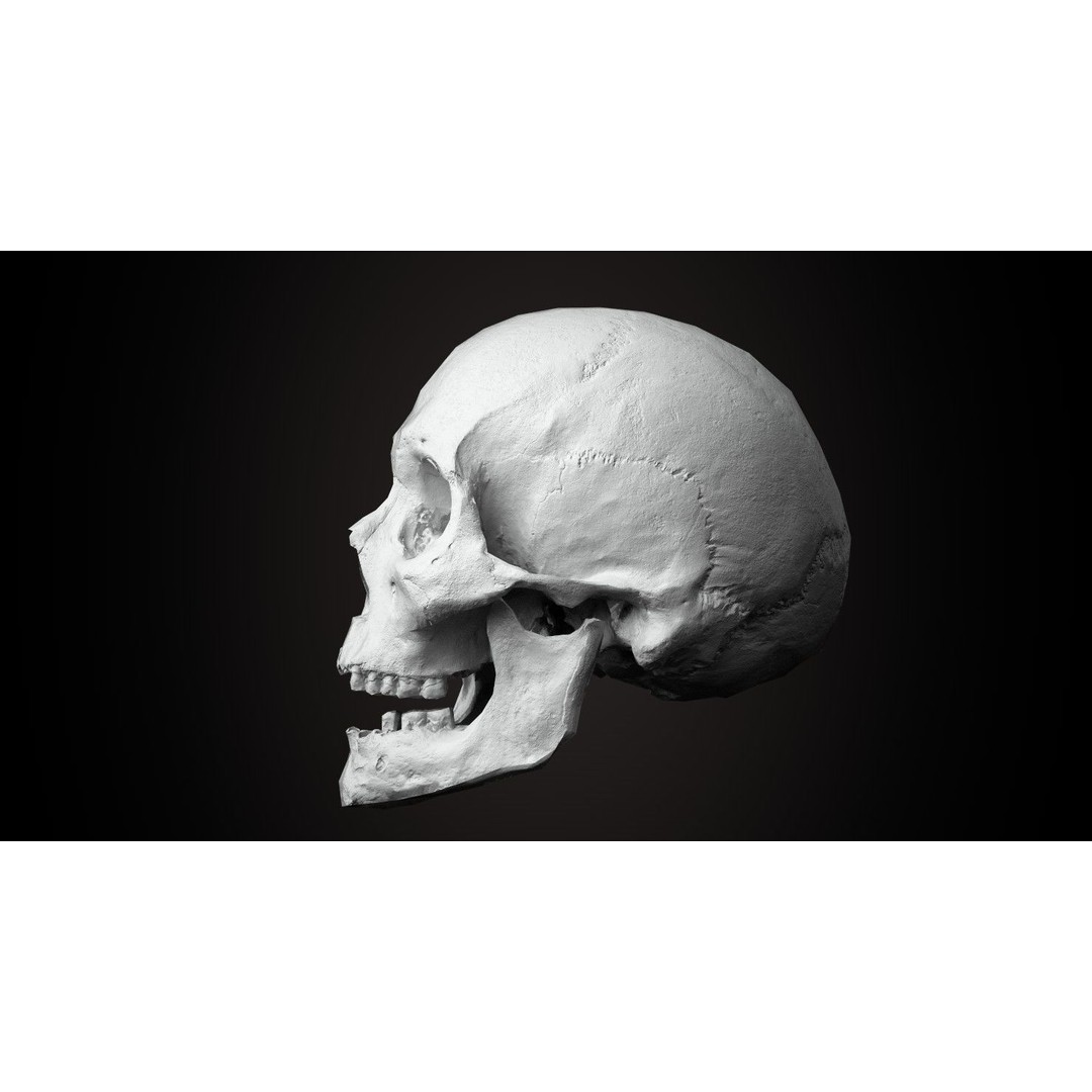 Real Human Skull 3D Model – Low Poly Game Asset, PBR Textures - View 8