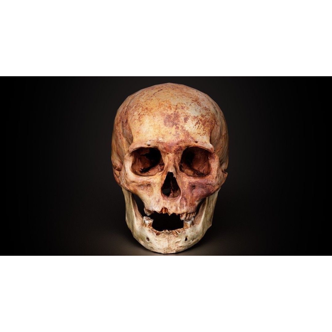 Real Human Skull 3D Model – Low Poly Game Asset, PBR Textures - View 9