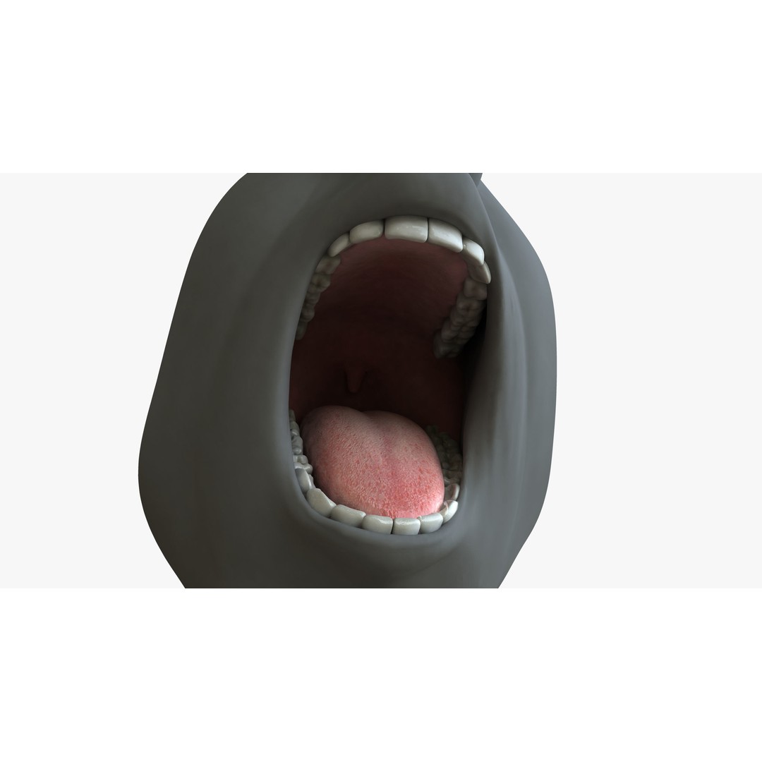 Rigged Male Mouth 3D Model – Realistic Character Animation Asset, FBX - View 10