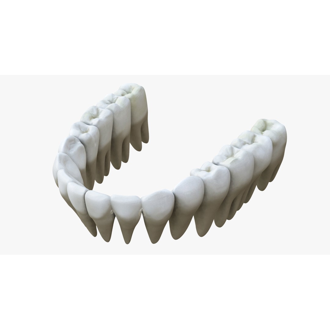 Rigged Male Mouth 3D Model – Realistic Character Animation Asset, FBX - View 19