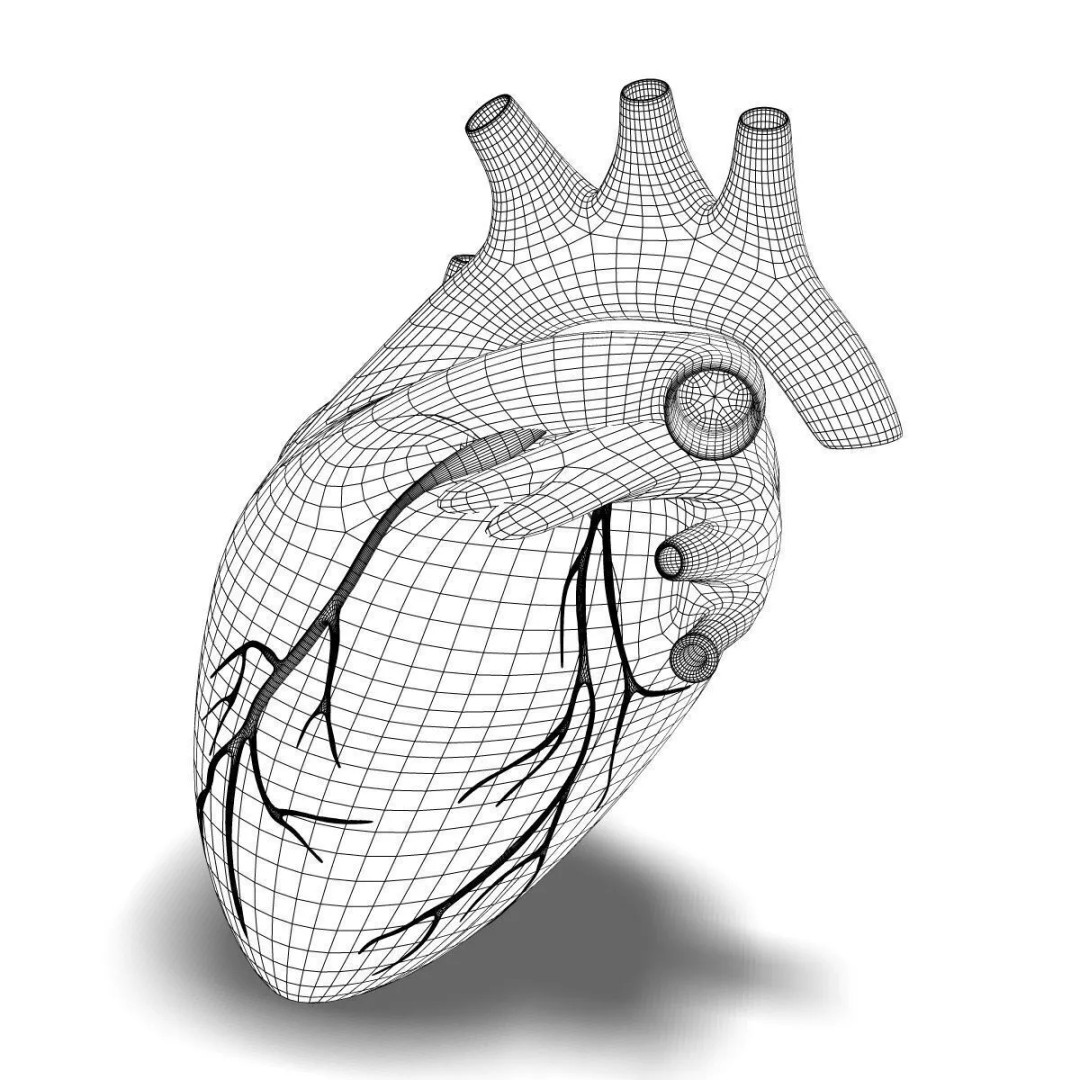 Human Heart Cutaway 3D Model – Detailed Medical Anatomy, FBX