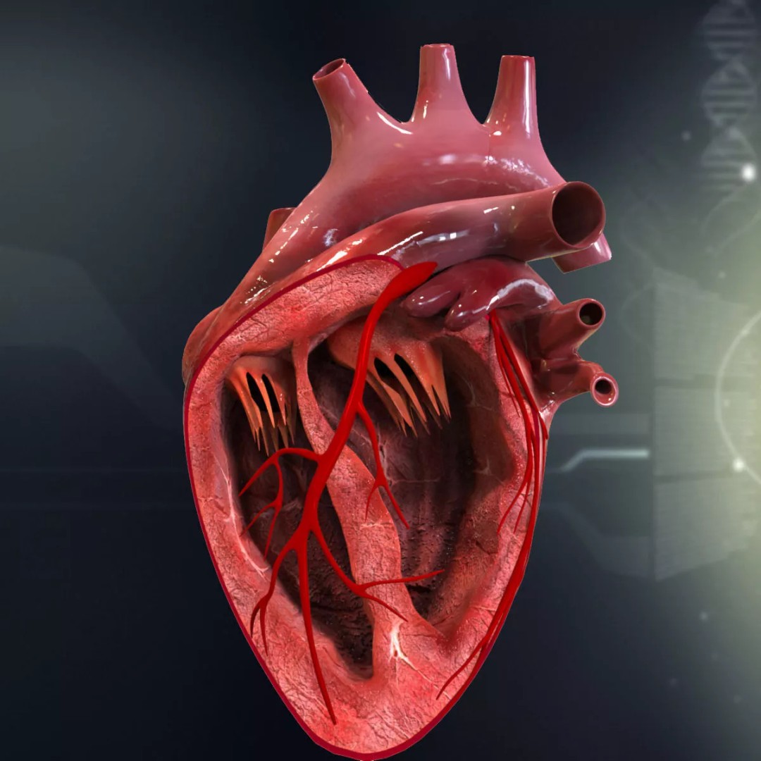 Human Heart Cutaway 3D Model – Detailed Medical Anatomy, FBX - View 2
