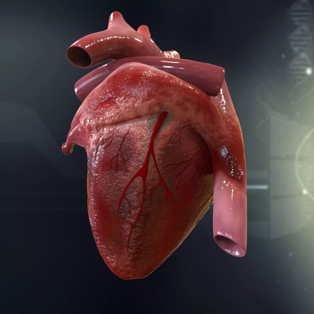 Human Heart Cutaway 3D Model – Detailed Medical Anatomy, FBX - View 3