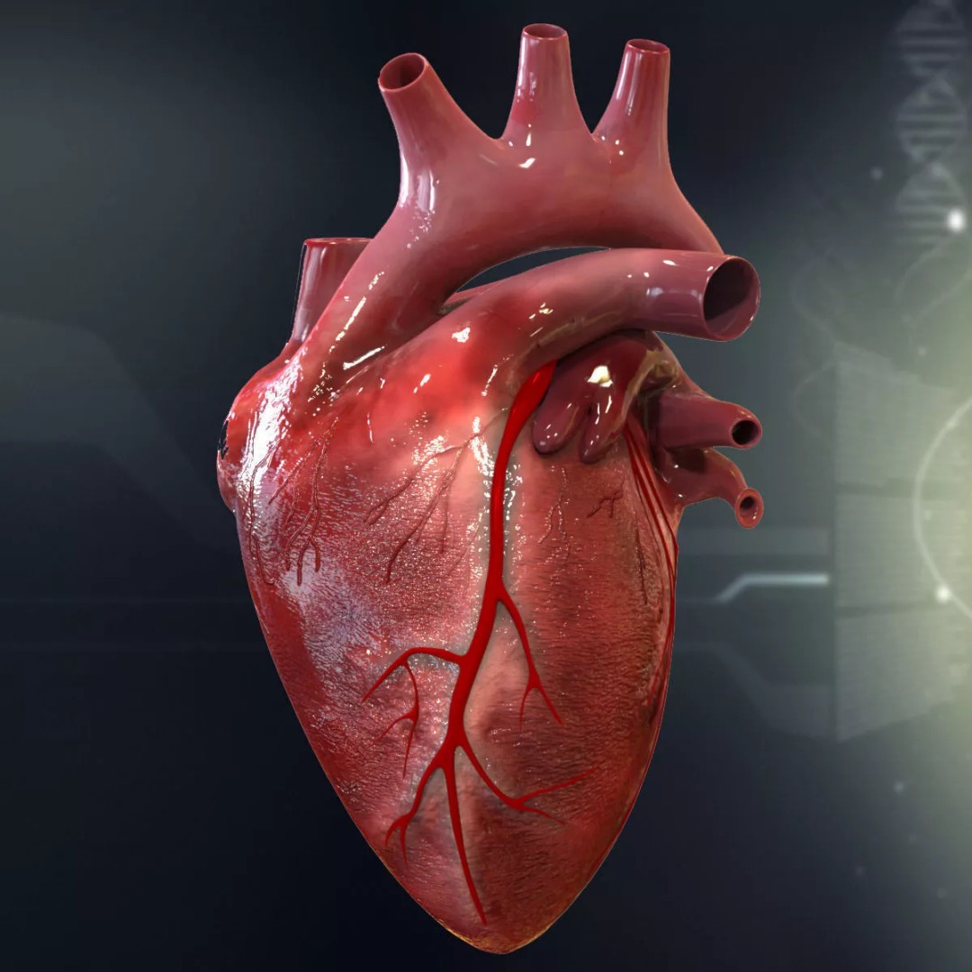 Human Heart Cutaway 3D Model – Detailed Medical Anatomy, FBX - View 4